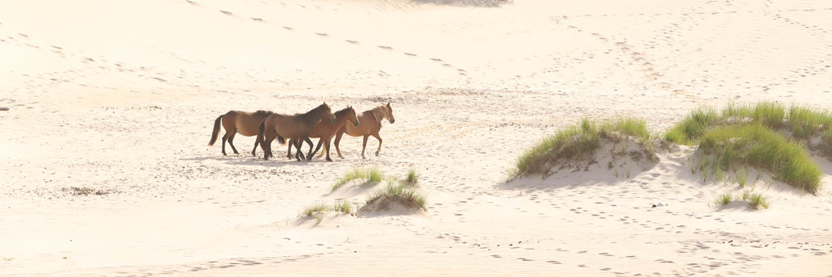 Four light brown horses cross the sand.