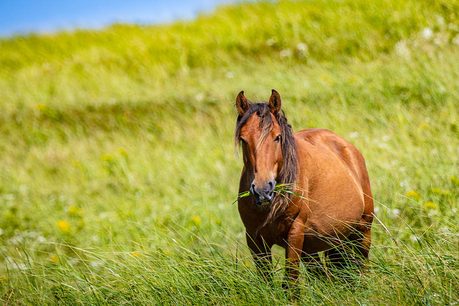 A brown horse eating grass.