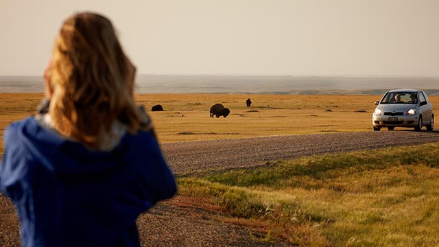 Une femme regarde les bisons au loin dans la prairie au parc national des Prairies.