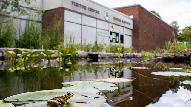 A frog sits in the pond in front of the visitor centre at Point Pelee National Park